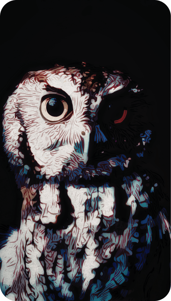 A painting of a Screech Owl staring eerily at the viewer. Painting by Alice Alexandra Moore.